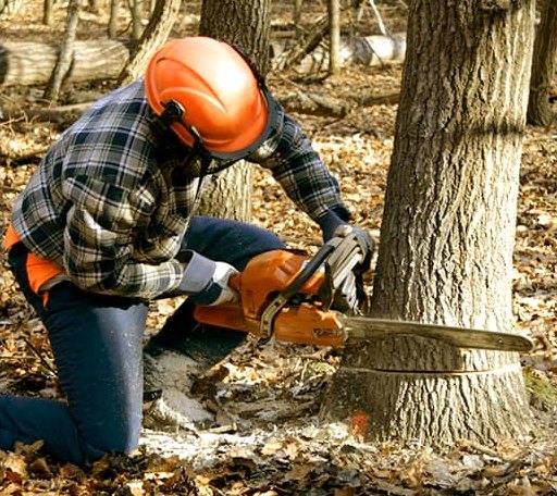 Tree Removal in Colchester, IL